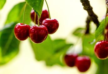 Oppy looks for a strong California cherry season
