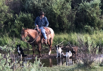 Wolves Kill 'Cisco,' Colorado Working Ranch Dog