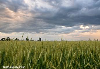Canadian Wheat Acreage Forecast to Climb More Than Expected