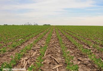 Soy Complex Edges Higher, Led by a Surge in Soybean Futures