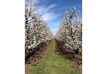 Primavera to begin 34th season of marketing California cherries
