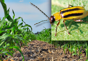 A Perfect Storm for Increased Insect Pressure in Corn