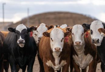 Grassroots Cattle Feeding and Carcass Knowledge
