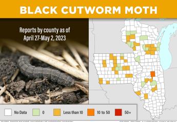 Black Cutworm is Moving into the Midwest, Be on the Lookout