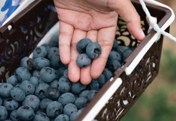 Lawmakers pursue end to frozen blueberry tariffs in Japan 