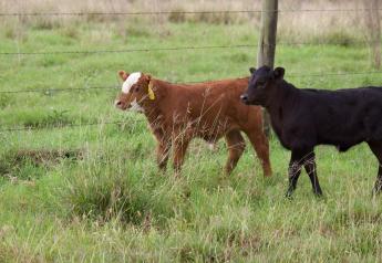 Cost Effective Late Summer Supplementation for Growing Calves