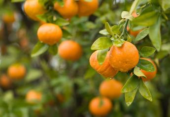 Chilean citrus forecast predicts back-to-normal exports
