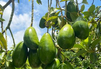 Weather likely causing a smaller crop of Florida avocados this year
