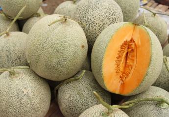 California cantaloupe growers expect a delayed but promotable season
