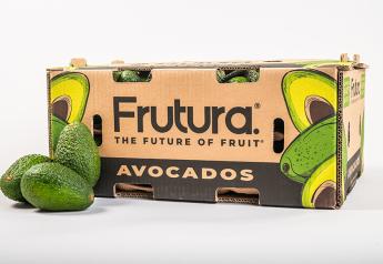Building a one-stop avocado shop: Q&A with Frutura avocado whisperer Stephen Fink 