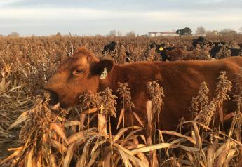 Plant Milo Now for Cost-saving Cattle Feeding Next Winter