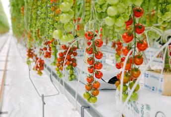 Demand for greenhouse produce fuels sales surge, innovation