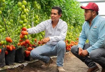 Vegetable breeder says new tomato varieties bring high resistance to virus