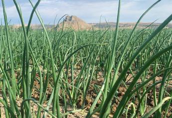 Onion growers see impact of inflation