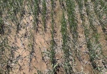 Wheat Tour Finds Drought, Freeze Robbed More Wheat Than Expected, Surprisingly High Abandonment Now Pegged Across Kansas