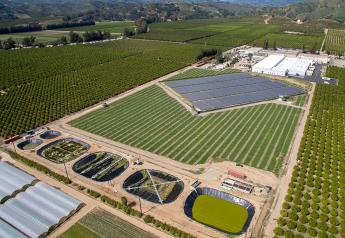How some citrus growers are making sustainable attainable