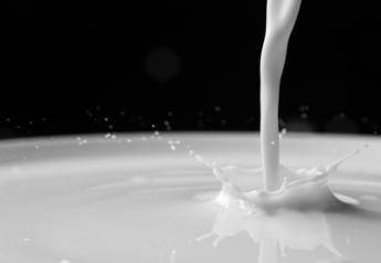 14-Year-Old Registered Holstein Breaks Record for Lifetime Milk