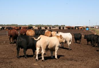 Expect Changes in the Use of Growth-promoting Implants in Cattle
