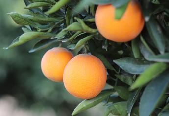 Growers give outlook on summer citrus deal