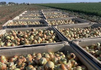 Onion volume expected to increase after slow start