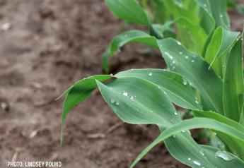 BASF Announces EPA Approval of Surtain Herbicide