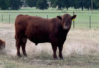 Management of a New Yearling Bull Sets the Stage for Performance Success