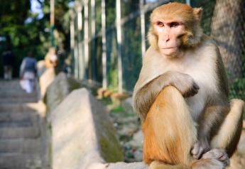 Mister Mangum’s Monkey Hoax: Farming’s First Viral Prank Still Echoes