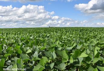 Soybean Traders Seemingly Shake Off Supply and Demand Data