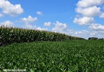 Corn, bean and spring wheat CCI ratings slip