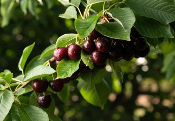 Stemilt Growers preparing for big cherry volume in Washington
