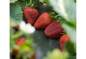 California Giant Berry Farms eyes promotable strawberry volumes