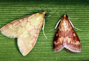 6 Moth Species You Need to Know About 