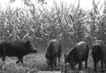 Top 10 States with the Largest Wild Pig Populations