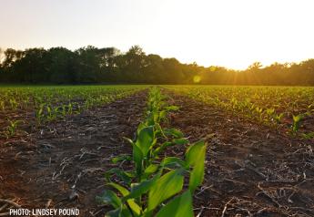 Corn CCI rating starts lower than last year