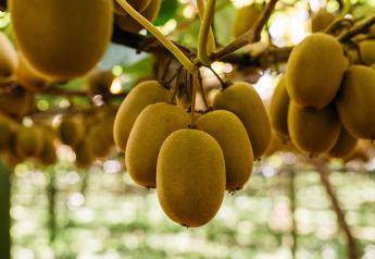Zespri SunGold Kiwifruit heads to market