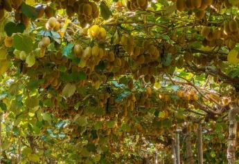 Chilean kiwifruit promotions set to start