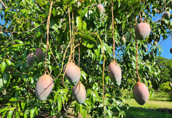 Miami shipper touts tree-ripe Florida mangoes this summer