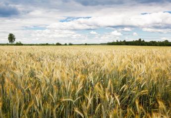 Flexible Farming: Small grains add diversity, market options to the crop management plan
