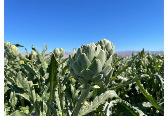 Ocean Mist Farms expects an excellent spring crop of artichokes