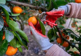 Citrus suppliers turn to Southern Hemisphere imports