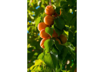 Stemilt’s 2023 Washington apricot crop brings promotable volume, increased size