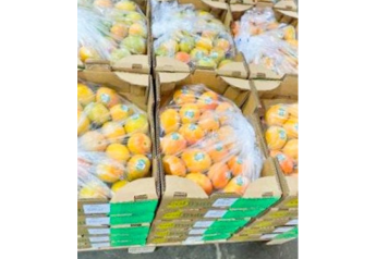 Colombian sugar mangoes are now available in the U.S.