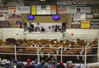 Peel: Cattle Prices March Higher…and Higher