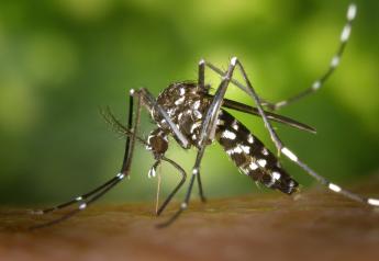 Mosquito Populations Boom After Rains