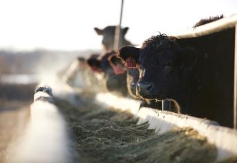 10 Ways to Reduce Stress In Beef Operations