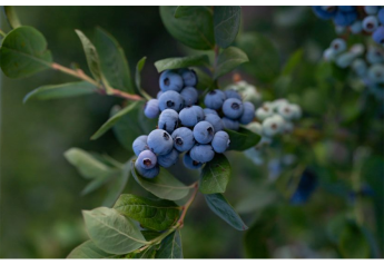 Grower expects strong Pacific Northwest blueberry season starting in July