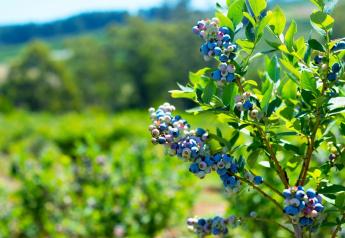 As temps climb, Michigan blueberries need cooling mist to maintain yields 