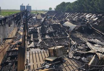 Illinois Community Rallies to Save 525 Pigs from Devastating Fire