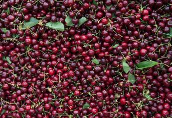 Stemilt sales exec gives retailers advice on Washington cherry crop