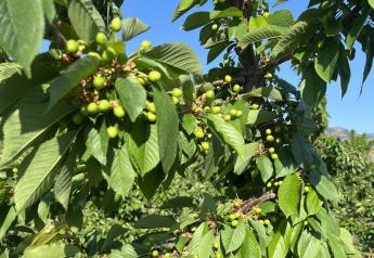 Gold Star Fruit expects peak cherry supply in late July